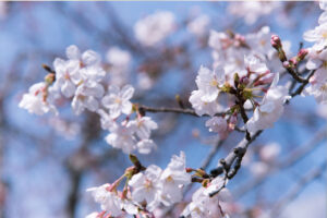 A close up of some white flowers on a tree