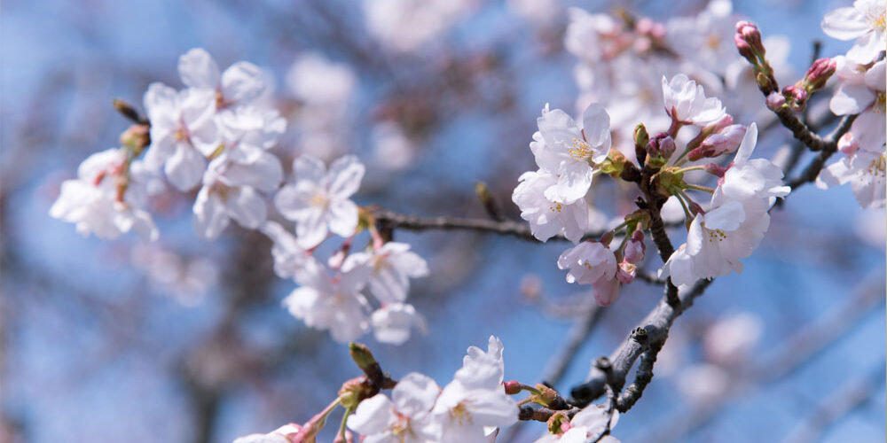 A close up of some white flowers on a tree